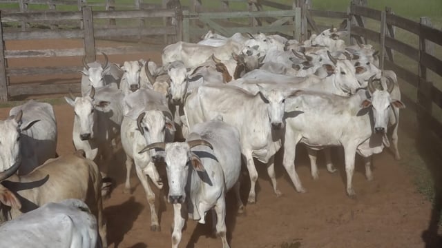 Lote 05