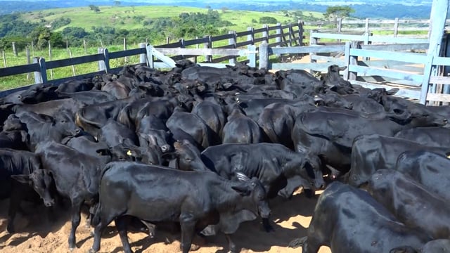 Lote 06