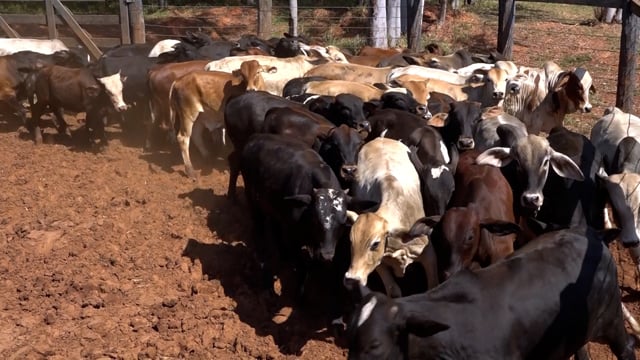 Lote 19