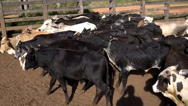 Lote 20