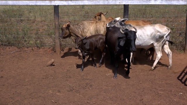 Lote 09