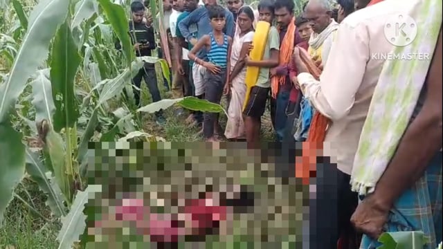 रामपुर के सिसुवा बांध के पास मकई के खेत में अज्ञात महिला का अर्धनग्न अवस्था में शव मिलने से इलाके में फैली सनसनी।