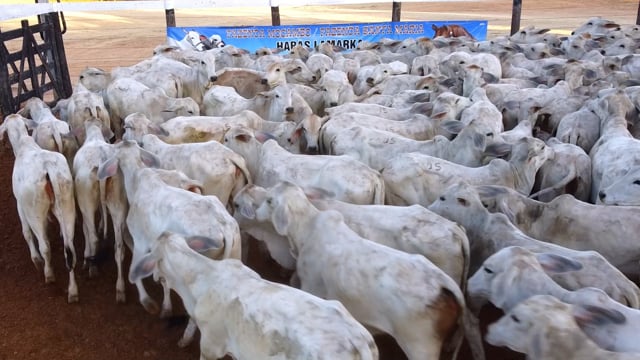 GERAL LOTES 12-14-15