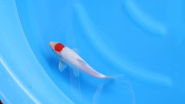 Koi