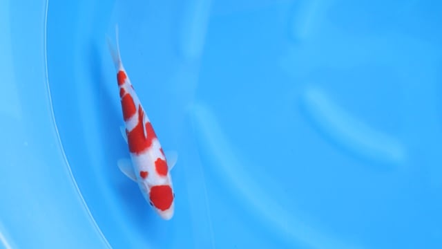 Kohaku - Ogata (28cm)
