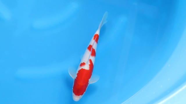 Kohaku - Ogata (29cm)