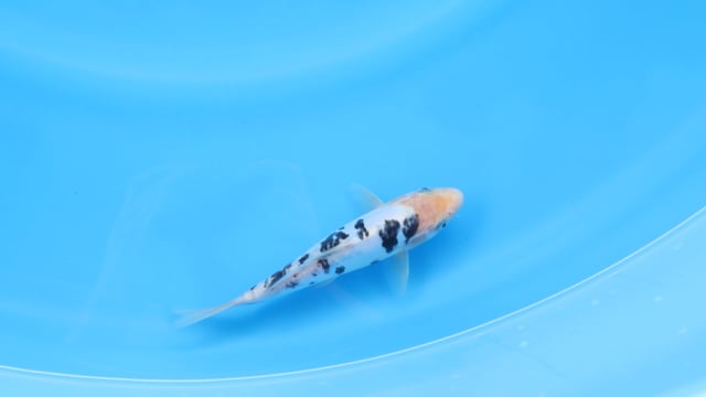 Bekko