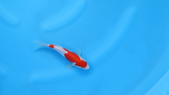 Kohaku