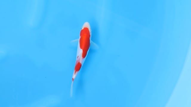 Kohaku