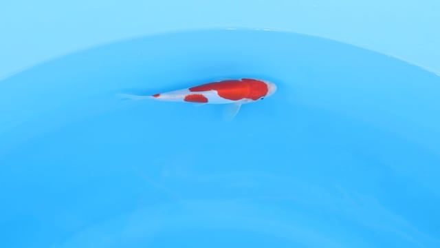 Kohaku