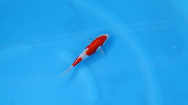Kohaku