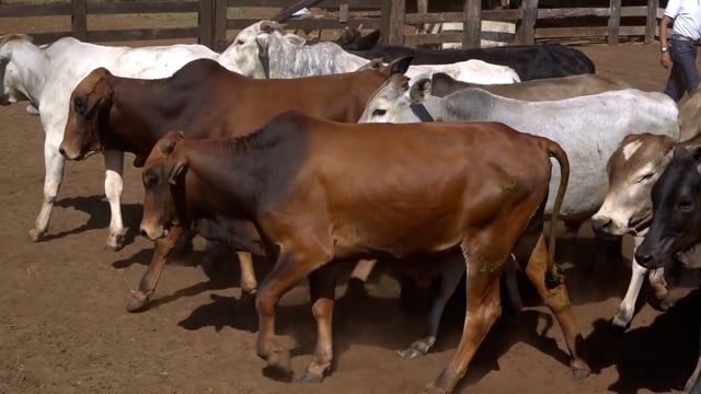 Lote 26CA