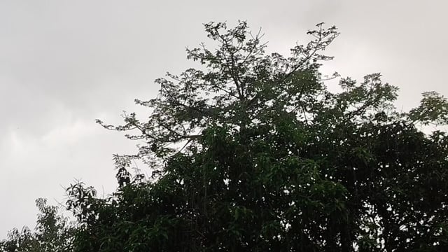 सुबह-सुबह झमाझम बारिश, आम-लीची किसानों की बढ़ी उम्मीदें