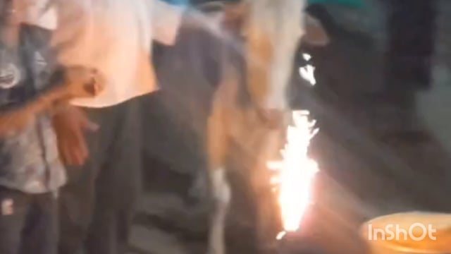 वाघोली येथे अनोखा वाढदिव पितांबर पोरटे परिवार व मित्र मंडळ यांनी केले बैलांचा वाढदिवस 