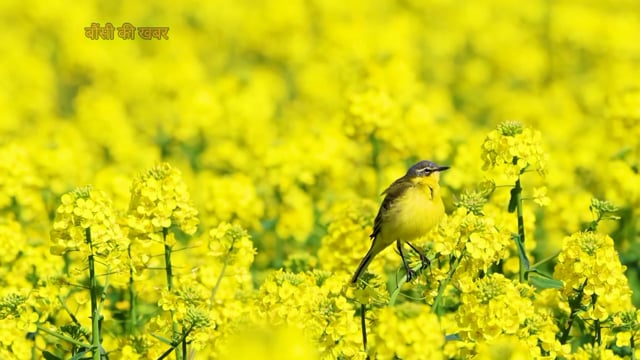 बौंसी मारवाड़ी महिला समिति का कार्यक्रम 