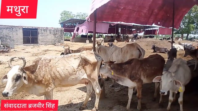 मथुरा के गाम हरदपुर के पास गौ शाला पर पानी की की कमी से गौ माताजोर जोर से चीख रही है 