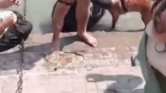 हरिद्वार के सर्वानंद गंगा घाट पर महिला ने अपने कुत्ते को नहलाती नजर आने से से श्रद्धालूओ की आपस में भिड़त