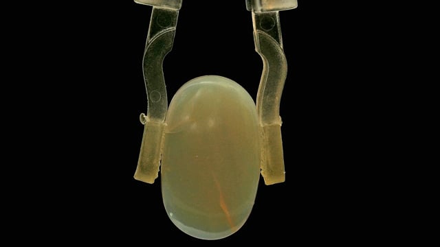 Australia Opal 2.86 Carat — video