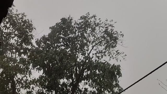 राहत की बारिश, नुकसान की मार: बगहा में फसलें गिरीं, किसान परेशान