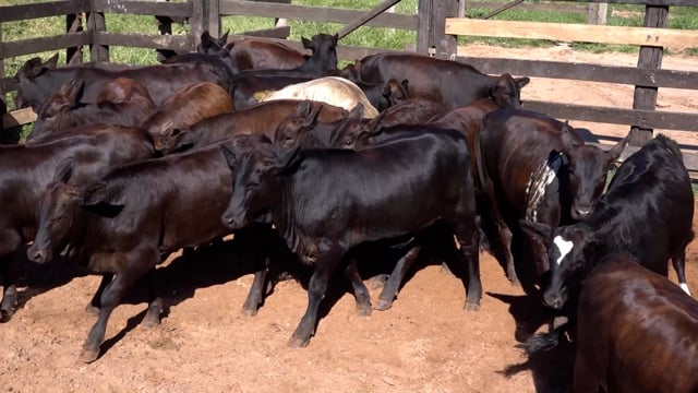 Lote 02C