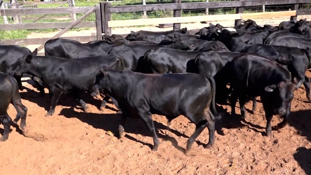 Lote 03C
