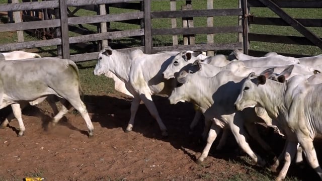 Lote 06C