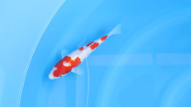 Kohaku - Ogata (23cm)