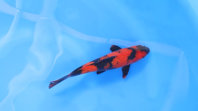 Utsuri