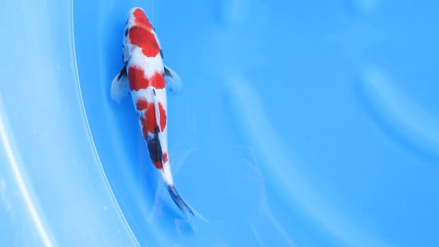 Showa - Ogata (27cm)
