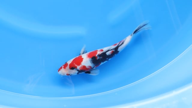 Showa - Ogata (29cm)