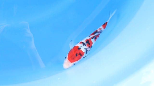 Sanke - Ogata (26cm)