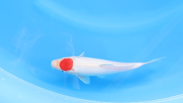 Koi