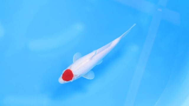 Koi