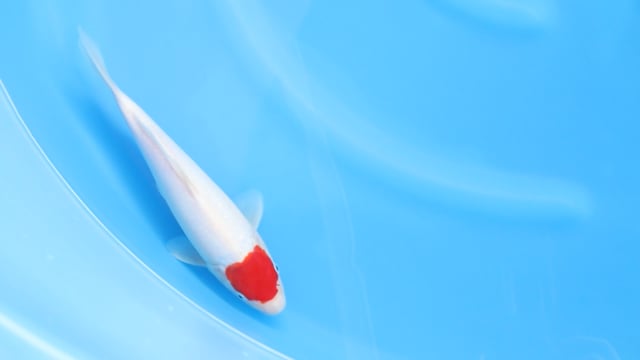 Koi