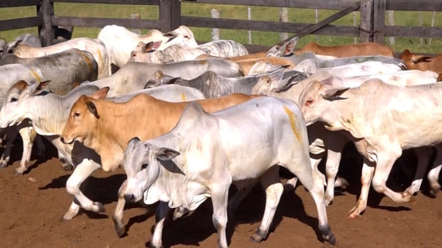 Lote 07C
