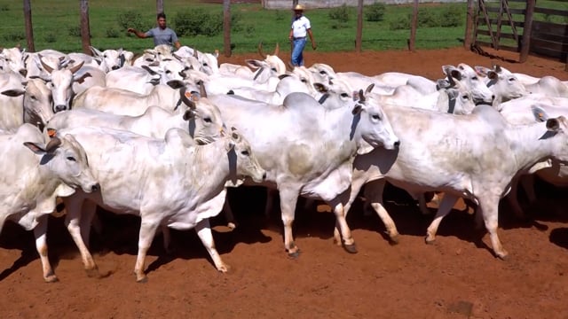 Lote 08C