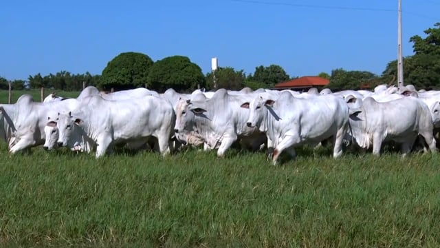 GERAL NOVILHAS MARAGOGIPE