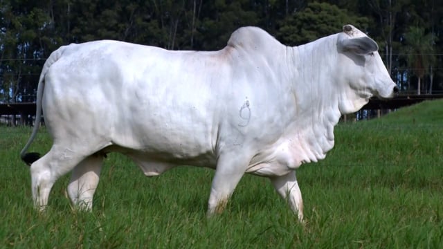 LOTE DOAÇÃO