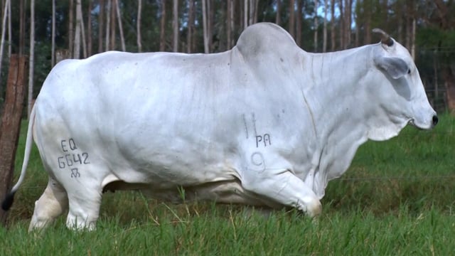 Lote 01