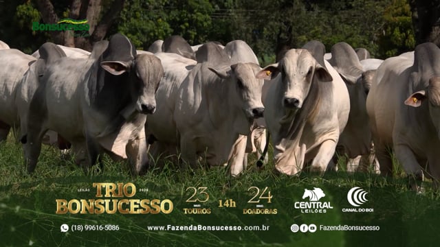 Grandes Criatórios<br>Bonsucesso