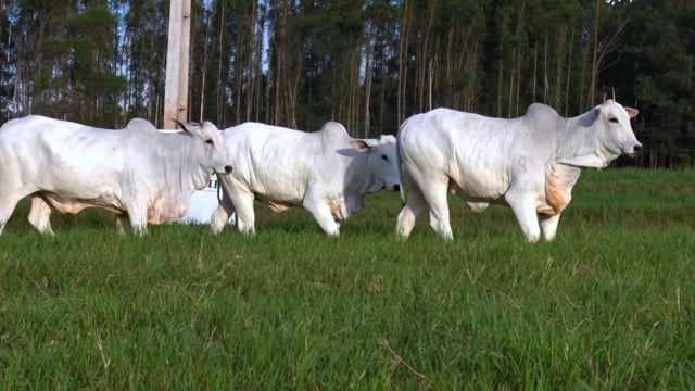 Lote 07
