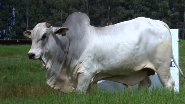 Lote 25