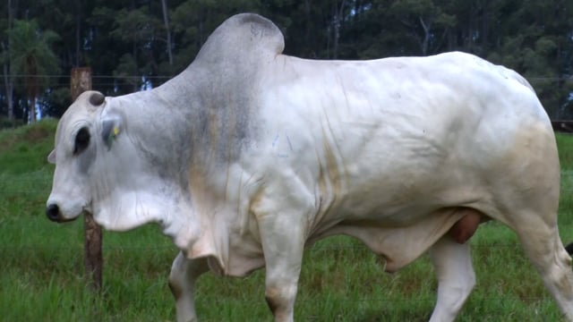 Lote 26