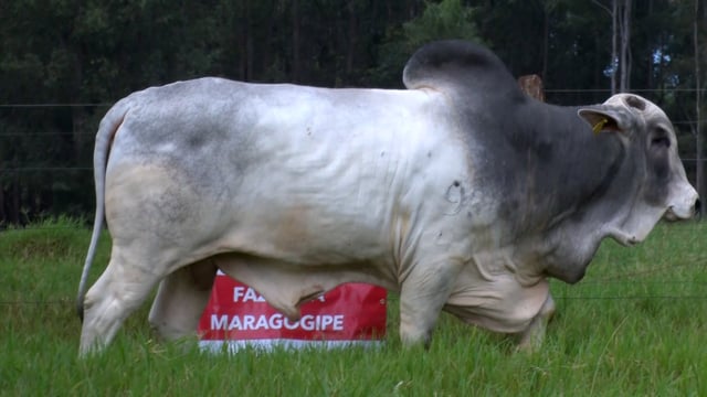 Lote 27