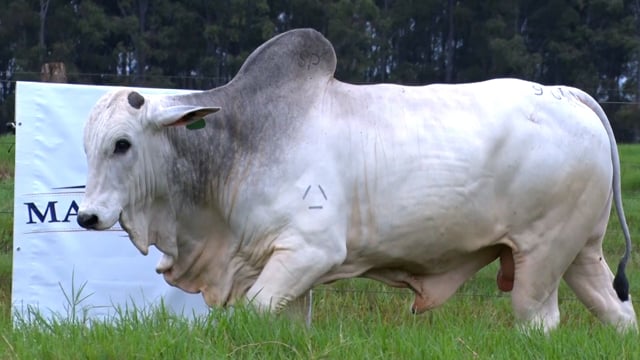 Lote 39