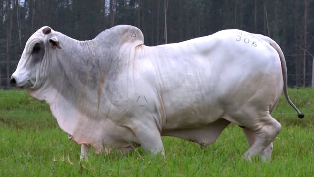Lote 48
