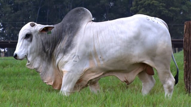 Lote 59