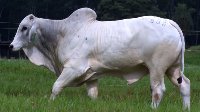 Lote 66