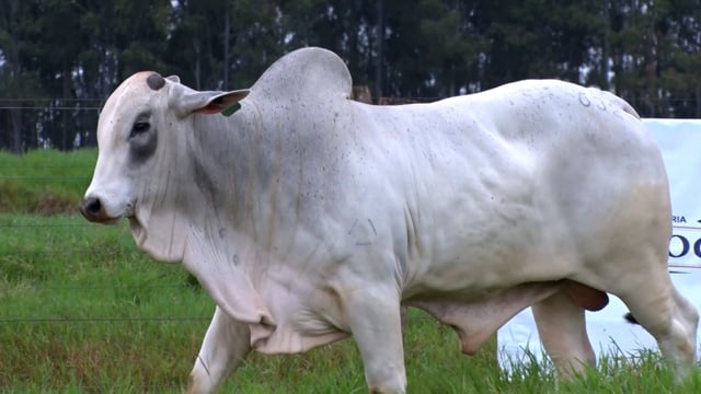 Lote 67