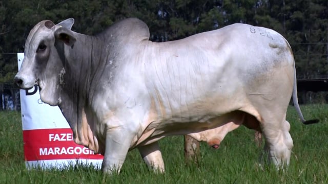 Lote 69